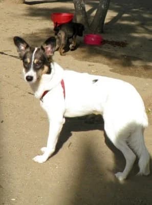 Nicoleta, female Mixed Breed for adoption at Asociatia ROBI / 4animals.ro