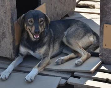 Ruby, female Mixed Breed for adoption at Asociatia ROBI / 4animals.ro