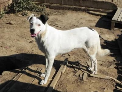 Cruella, female Mixed Breed for adoption at Asociatia ROBI / 4animals.ro