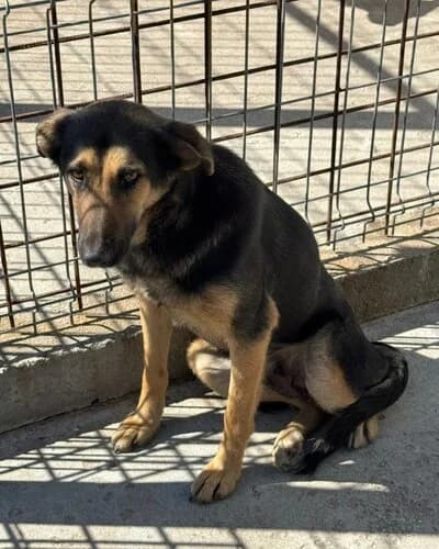 Câine 782, female 3yo Mixed Breed for adoption at Adăpost Canin Craiova