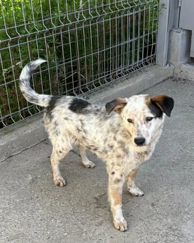 Câine 784, male 4yo Mixed Breed for adoption at Adăpost Canin Craiova