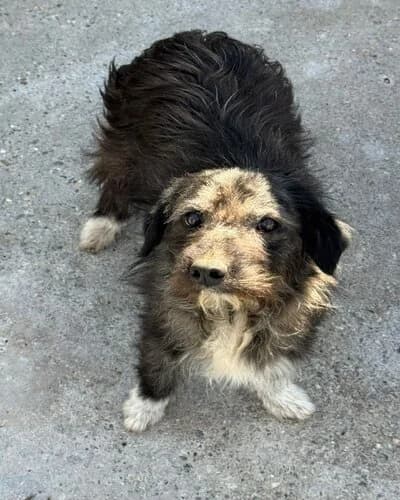 Câine 785, male 3yo Mixed Breed for adoption at Adăpost Canin Craiova