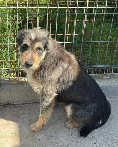 Câine 788, male 3yo Mixed Breed for adoption at Adăpost Canin Craiova