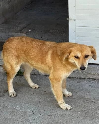 Câine 789, female 3yo Mixed Breed for adoption at Adăpost Canin Craiova