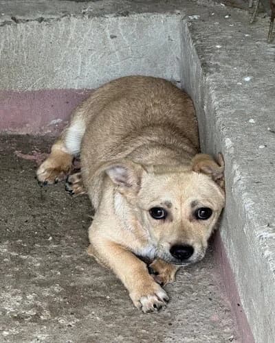 Câine 932, female 6yo Mixed Breed for adoption at Adăpost Canin Craiova