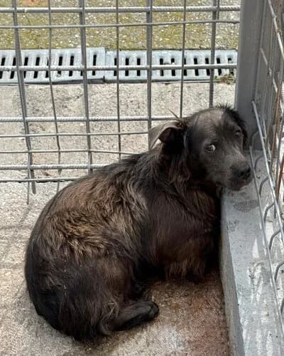 Câine 933, male 3yo Mixed Breed for adoption at Adăpost Canin Craiova