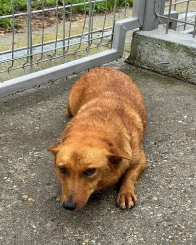 Câine 943, female 5yo Mixed Breed for adoption at Adăpost Canin Craiova