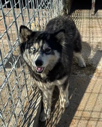 Câine 962, female 3yo Mixed Breed for adoption at Adăpost Canin Craiova