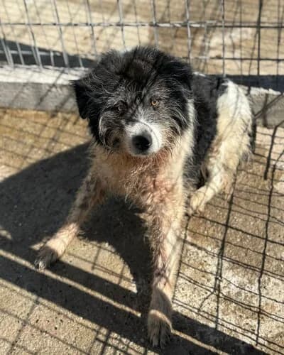 Câine 963, Mixed Breed (Adăpost Canin Craiova)