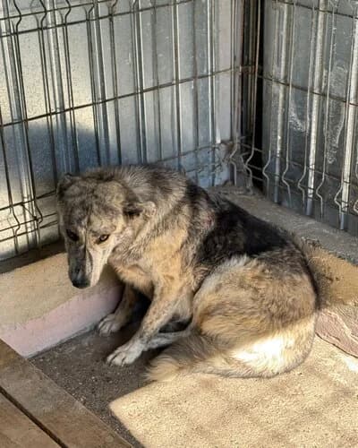 Câine 966, Mixed Breed (Adăpost Canin Craiova)
