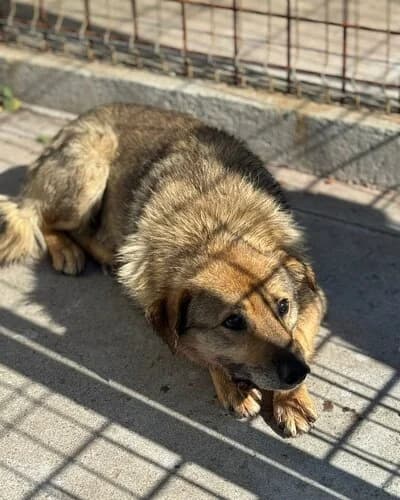 Câine 968, Mixed Breed (Adăpost Canin Craiova)