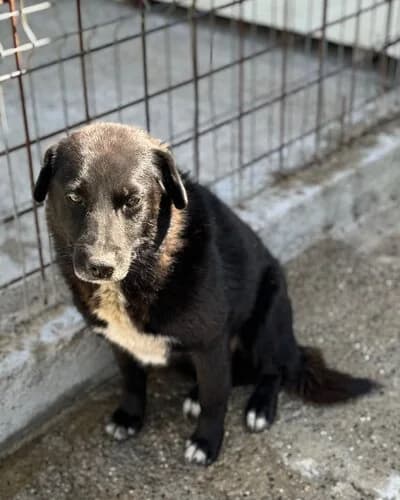Câine 977, Mixed Breed (Adăpost Canin Craiova)