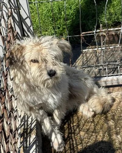 Câine 978, Mixed Breed (Adăpost Canin Craiova)