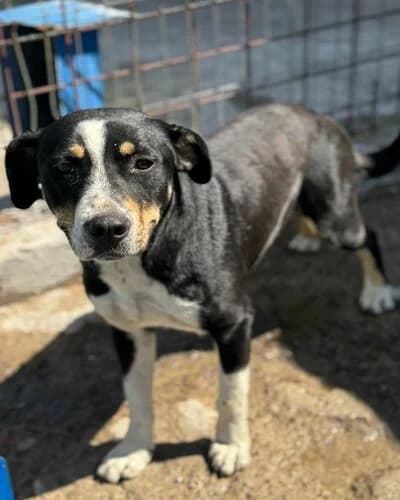 Câine 979, Mixed Breed (Adăpost Canin Craiova)