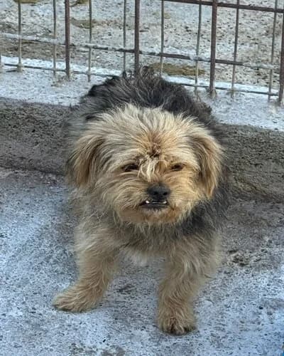 Câine 983, Mixed Breed (Adăpost Canin Craiova)