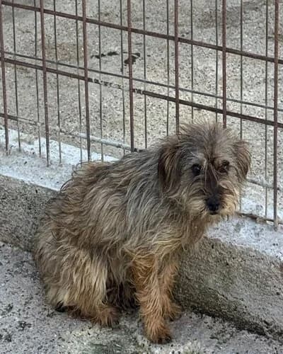 Câine 984, Mixed Breed (Adăpost Canin Craiova)