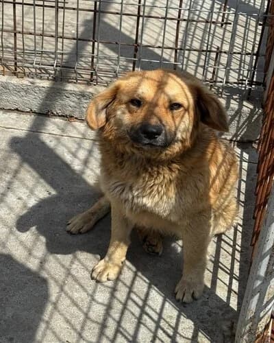 Câine 994, Mixed Breed (Adăpost Canin Craiova)
