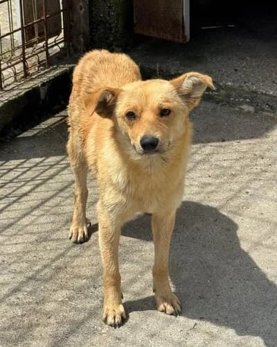 Câine 998, Mixed Breed (Adăpost Canin Craiova)