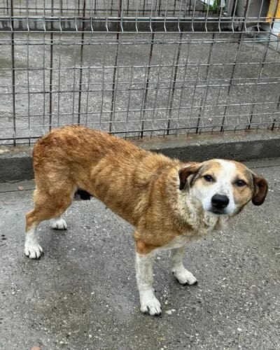 Câine 1001, female 5yo Mixed Breed for adoption at Adăpost Canin Craiova