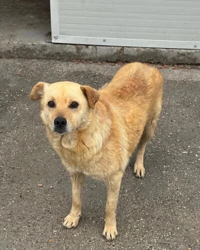 Câine 1002, Mixed Breed (Adăpost Canin Craiova)