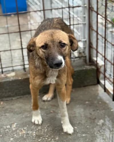 Câine 1005, Mixed Breed (Adăpost Canin Craiova)