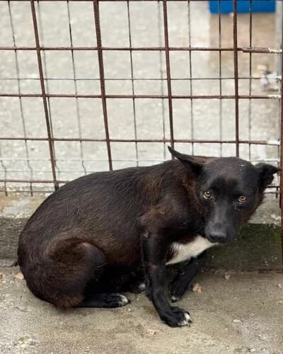 Câine 1006, Mixed Breed (Adăpost Canin Craiova)