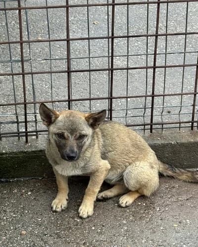 Câine 1007, Mixed Breed (Adăpost Canin Craiova)