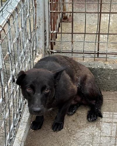 Câine 1009, Mixed Breed (Adăpost Canin Craiova)