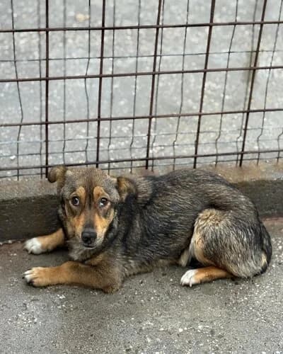 Câine 1011, Mixed Breed (Adăpost Canin Craiova)