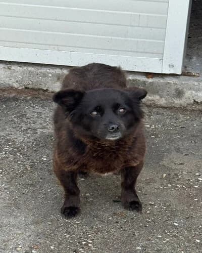 Câine 1014, female senior Mixed Breed for adoption at Adăpost Canin Craiova