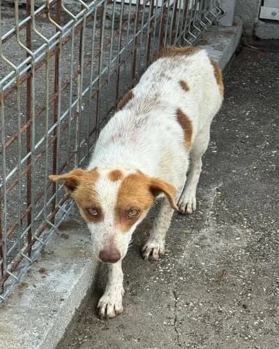 Câine 1016, male 4yo Mixed Breed for adoption at Adăpost Canin Craiova