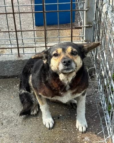 Câine 1017, female senior Mixed Breed for adoption at Adăpost Canin Craiova