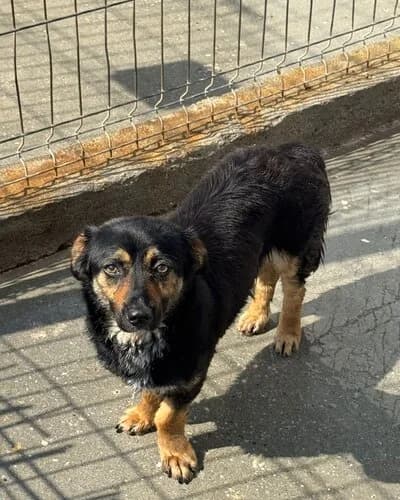 Câine 1022, female 4yo Mixed Breed for adoption at Adăpost Canin Craiova
