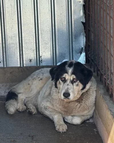 Câine 1023, Mixed Breed (Adăpost Canin Craiova)