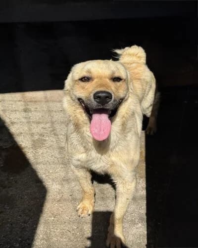 Câine 1025, male 3yo Mixed Breed for adoption at Adăpost Canin Craiova