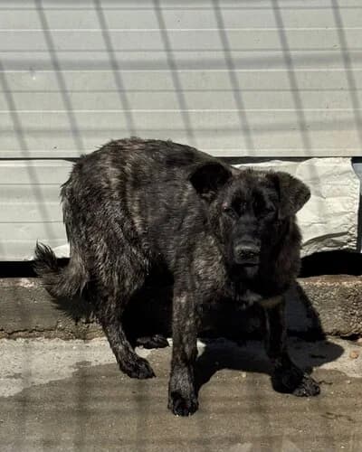 Câine 1031, Mixed Breed (Adăpost Canin Craiova)