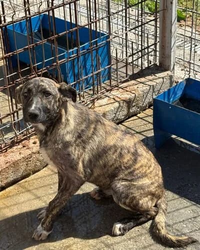 Câine 1032, Mixed Breed (Adăpost Canin Craiova)
