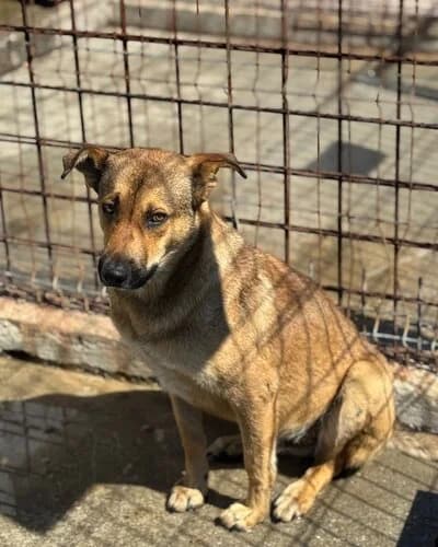 Câine 1033, Mixed Breed (Adăpost Canin Craiova)