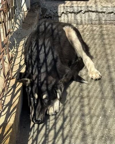 Câine 1034, Mixed Breed (Adăpost Canin Craiova)