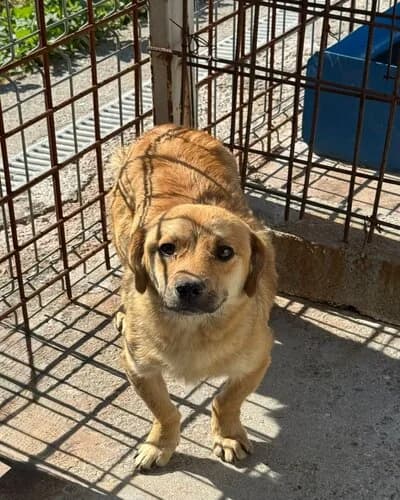 Câine 1036, male 6yo Mixed Breed for adoption at Adăpost Canin Craiova