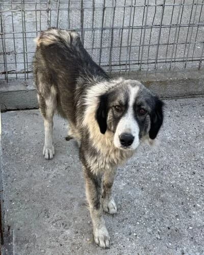 Câine 1048, male 4yo Mixed Breed for adoption at Adăpost Canin Craiova