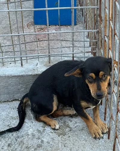 Câine 1050, male 3yo Mixed Breed for adoption at Adăpost Canin Craiova
