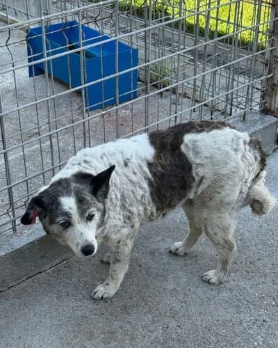 Câine 1051, male senior Mixed Breed for adoption at Adăpost Canin Craiova