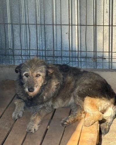 Câine 1053, male 7yo Mixed Breed for adoption at Adăpost Canin Craiova