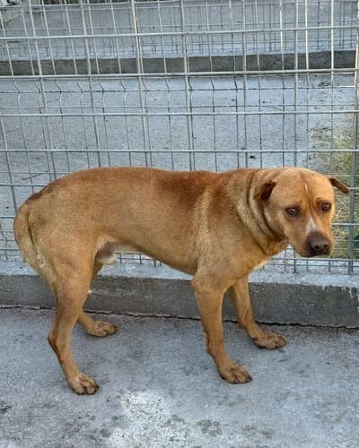 Câine 1054, male 5yo Mixed Breed for adoption at Adăpost Canin Craiova
