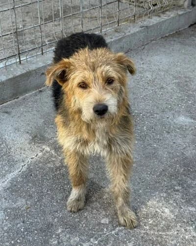 Câine 1055, female 3yo Mixed Breed for adoption at Adăpost Canin Craiova