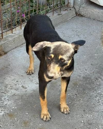 Câine 1062, female 5yo Mixed Breed for adoption at Adăpost Canin Craiova