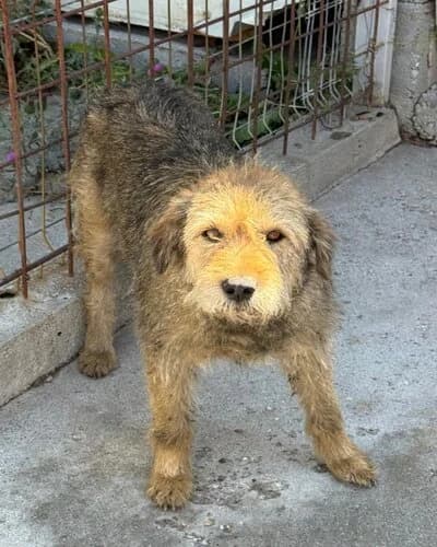 Câine 1063, female 4yo Mixed Breed for adoption at Adăpost Canin Craiova