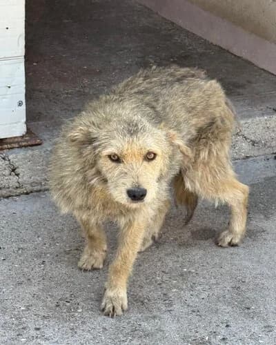 Câine 1064, female 3yo Mixed Breed for adoption at Adăpost Canin Craiova