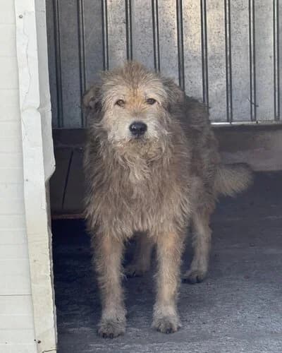 Câine 1067, male 6yo Mixed Breed for adoption at Adăpost Canin Craiova